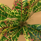 ALVENZA Artificial Leaf Plant – Low Maintenance Home & Office Decor