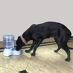 ALVENZA Automatic Pet Water & Food Dispenser – Gravity Self-Feeder | Waggy Tales