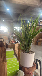ALVENZA Artificial Indoor Tabletop Plant – Realistic and Maintenance-Free