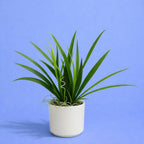 ALVENZA Artificial Indoor Tabletop Plant – Realistic and Maintenance-Free