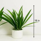 ALVENZA Artificial Indoor Tabletop Plant – Realistic and Maintenance-Free